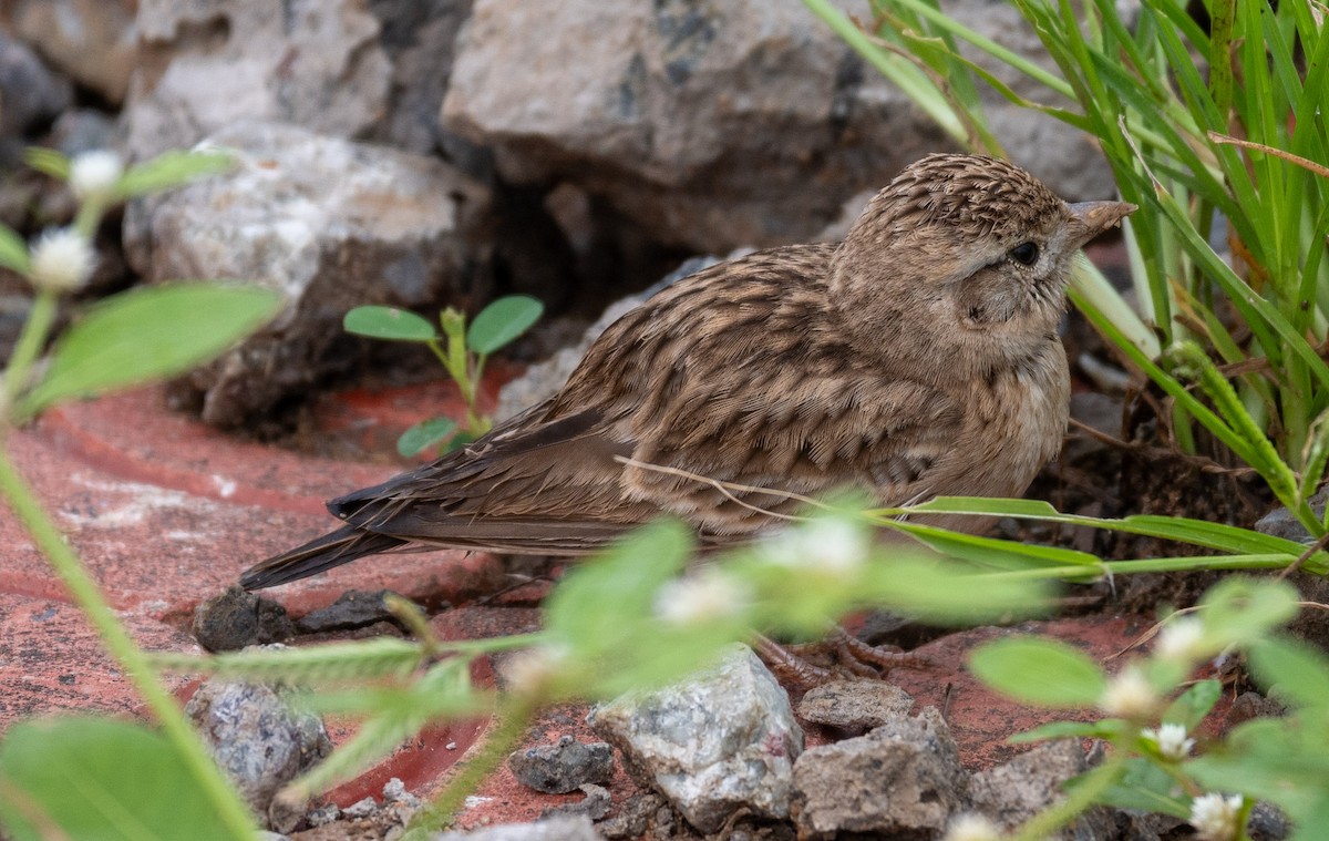 ヒメコウテンシ - ML626857922