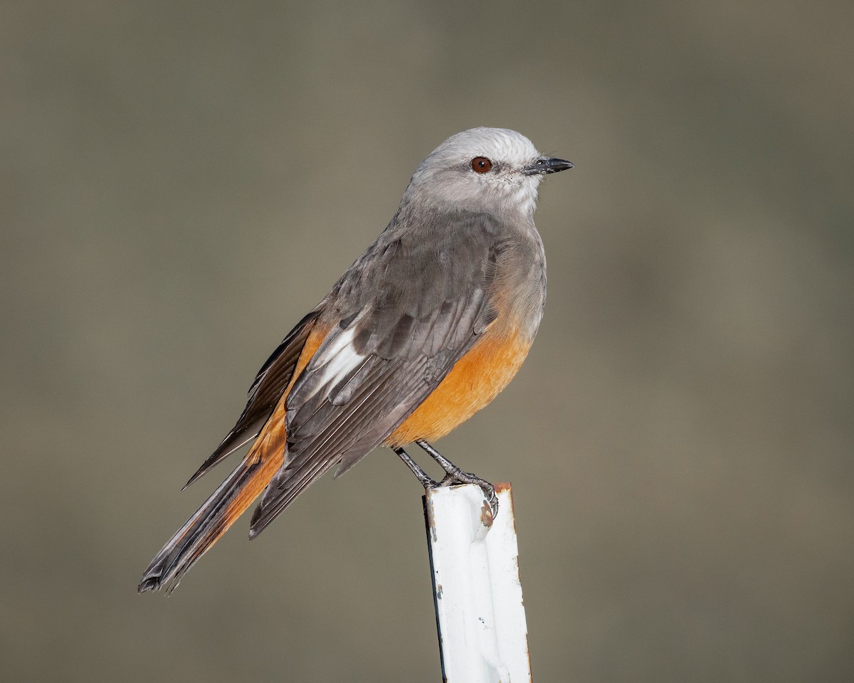 Red-rumped Bush-Tyrant - ML626858066