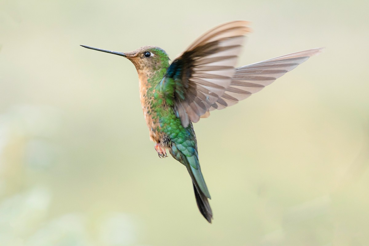 Great Sapphirewing - ML626858093