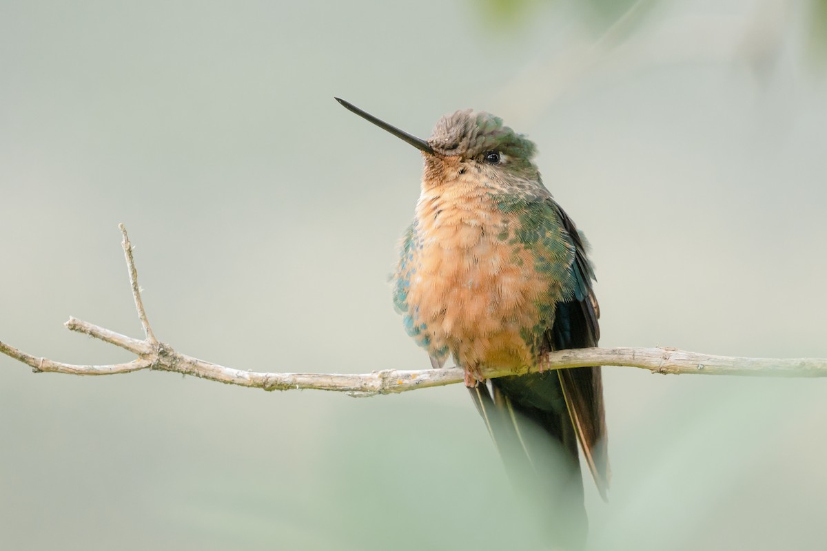 Great Sapphirewing - ML626858094