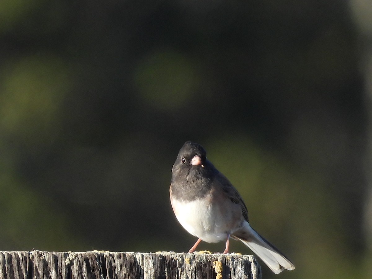 Junco ardoisé - ML626858296