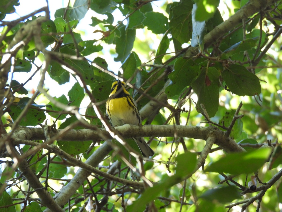 Paruline de Townsend - ML626858346