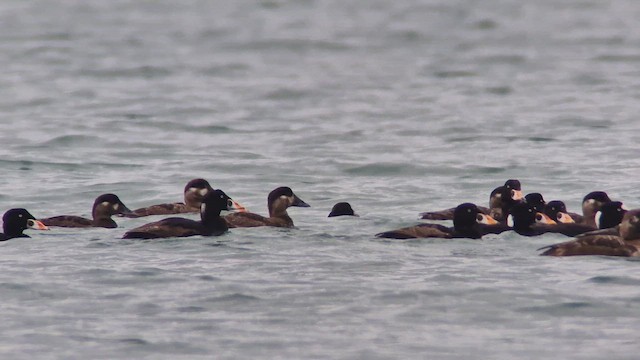Surf Scoter - ML626858512
