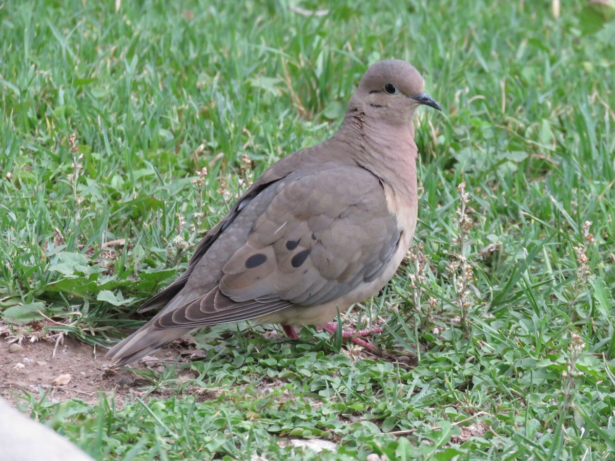 Eared Dove - ML626858615