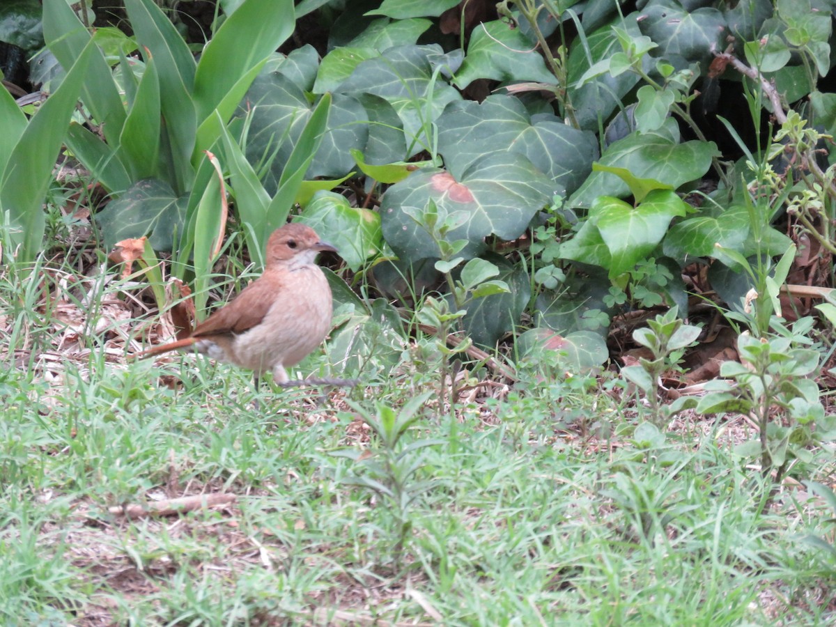 Rufous Hornero - ML626858630