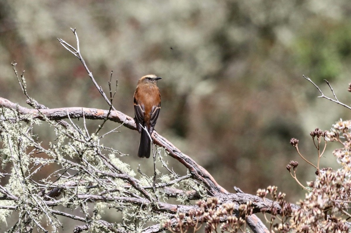 Brown-backed Chat-Tyrant - ML626859382