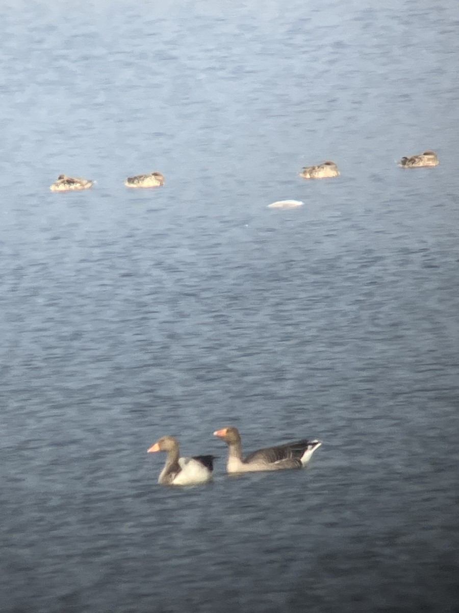 Marbled Duck - ML626859484