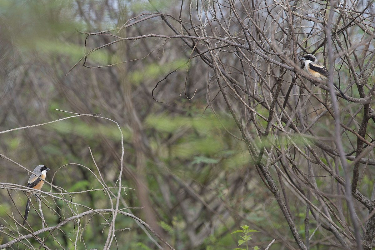 Long-tailed Shrike (bentet) - ML626859490