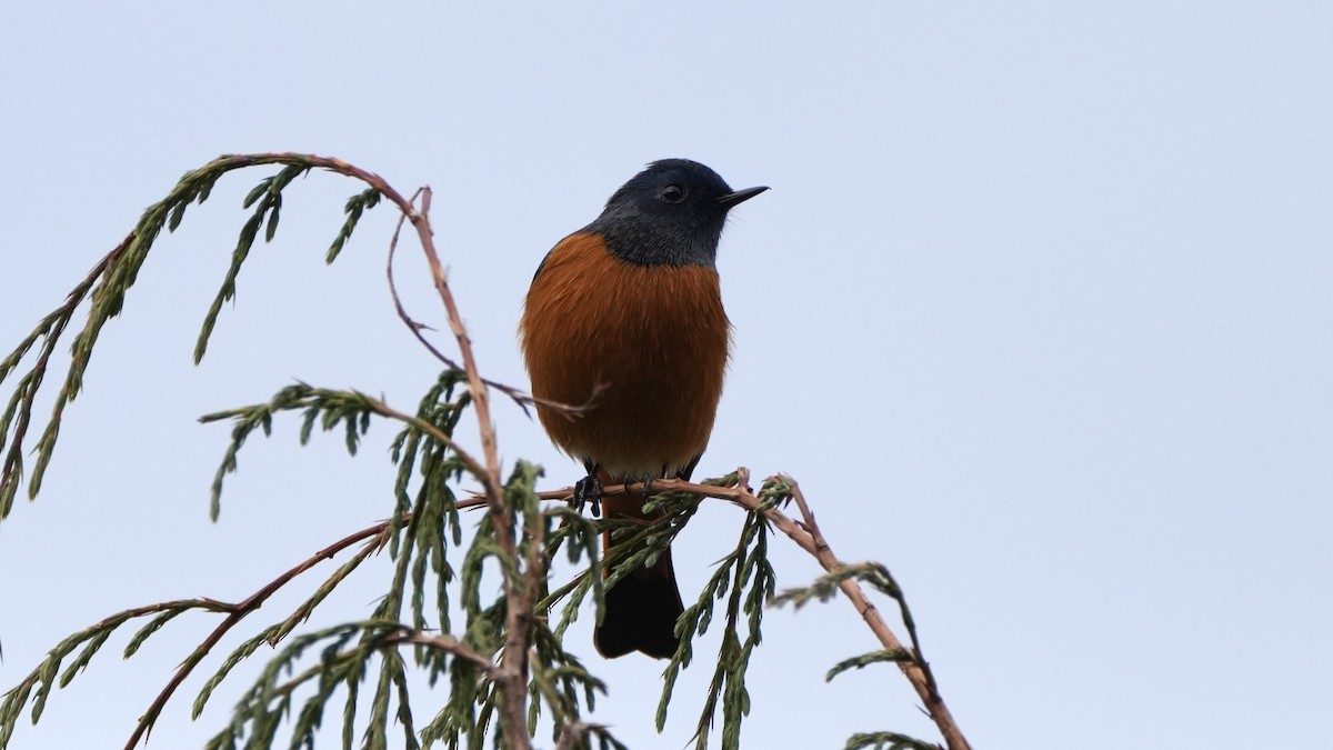 Rufous-bellied Niltava - ML626859491