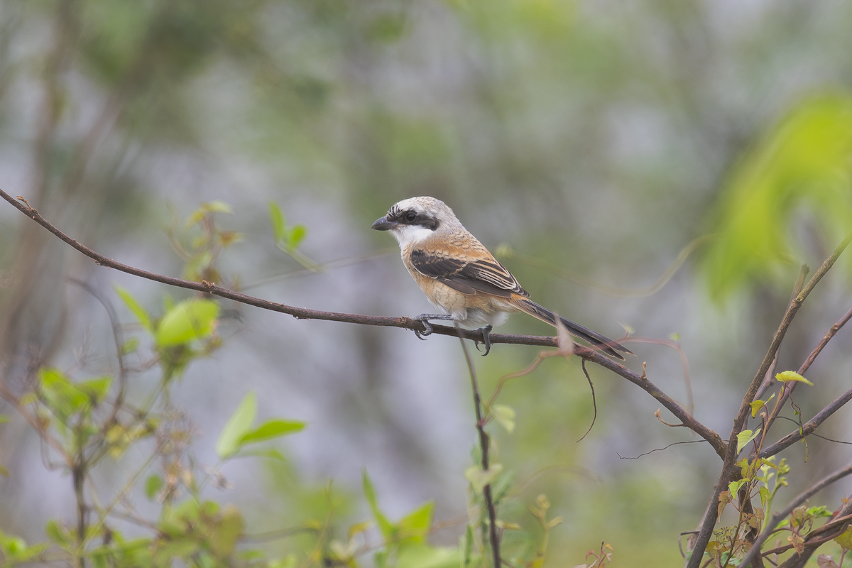 Long-tailed Shrike (bentet) - ML626859500