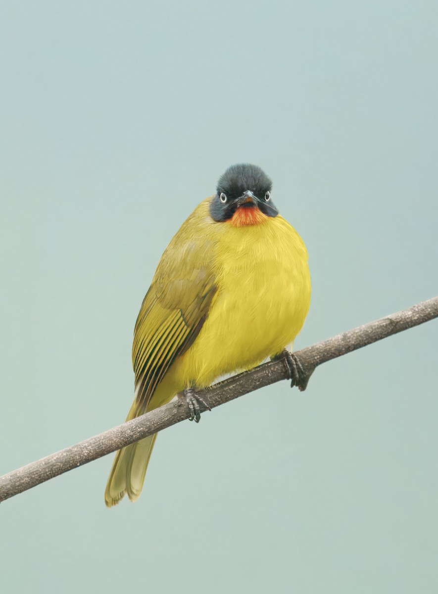 Flame-throated Bulbul - ML626859522