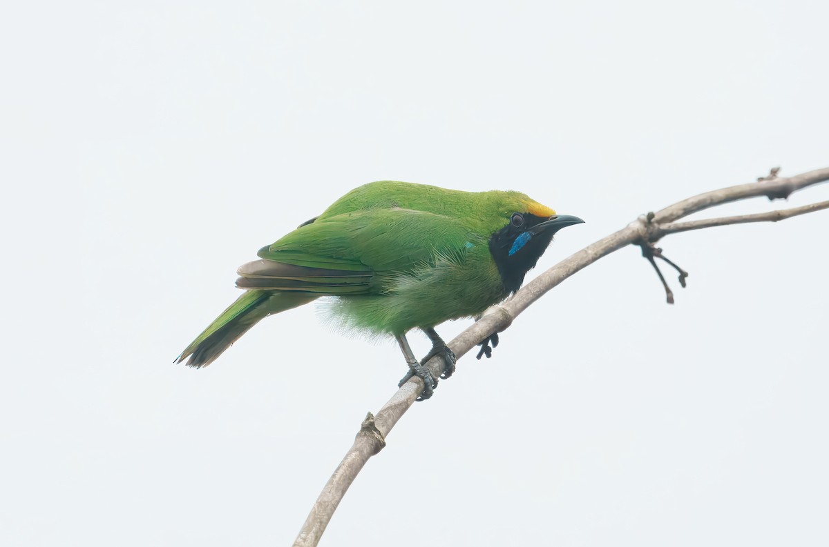 Golden-fronted Leafbird - ML626859527