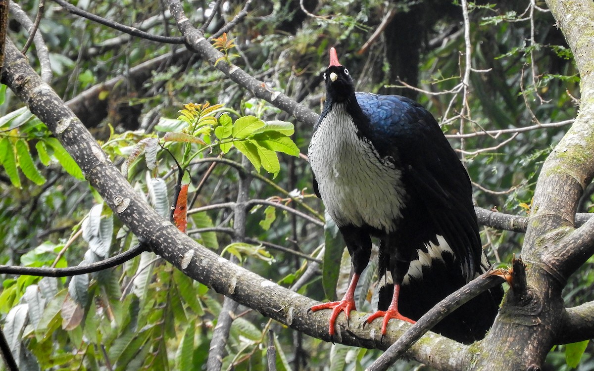 Horned Guan - ML626859528
