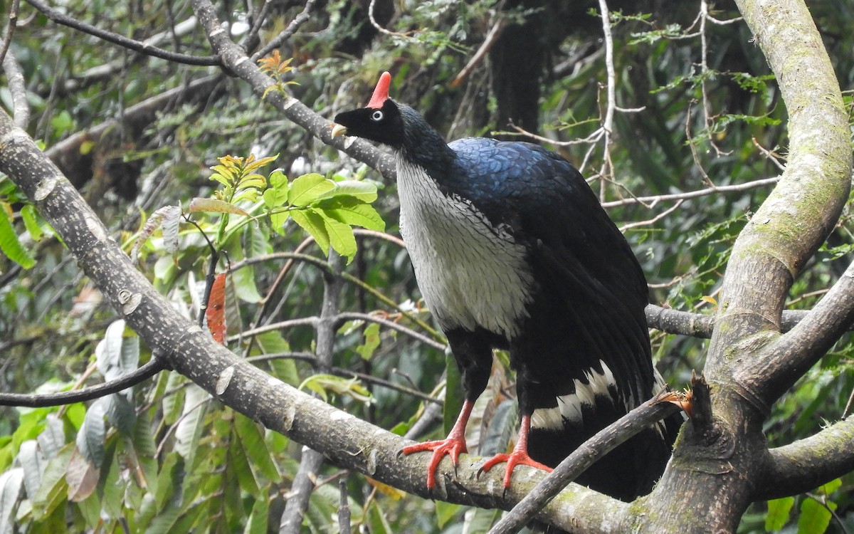 Horned Guan - ML626859529