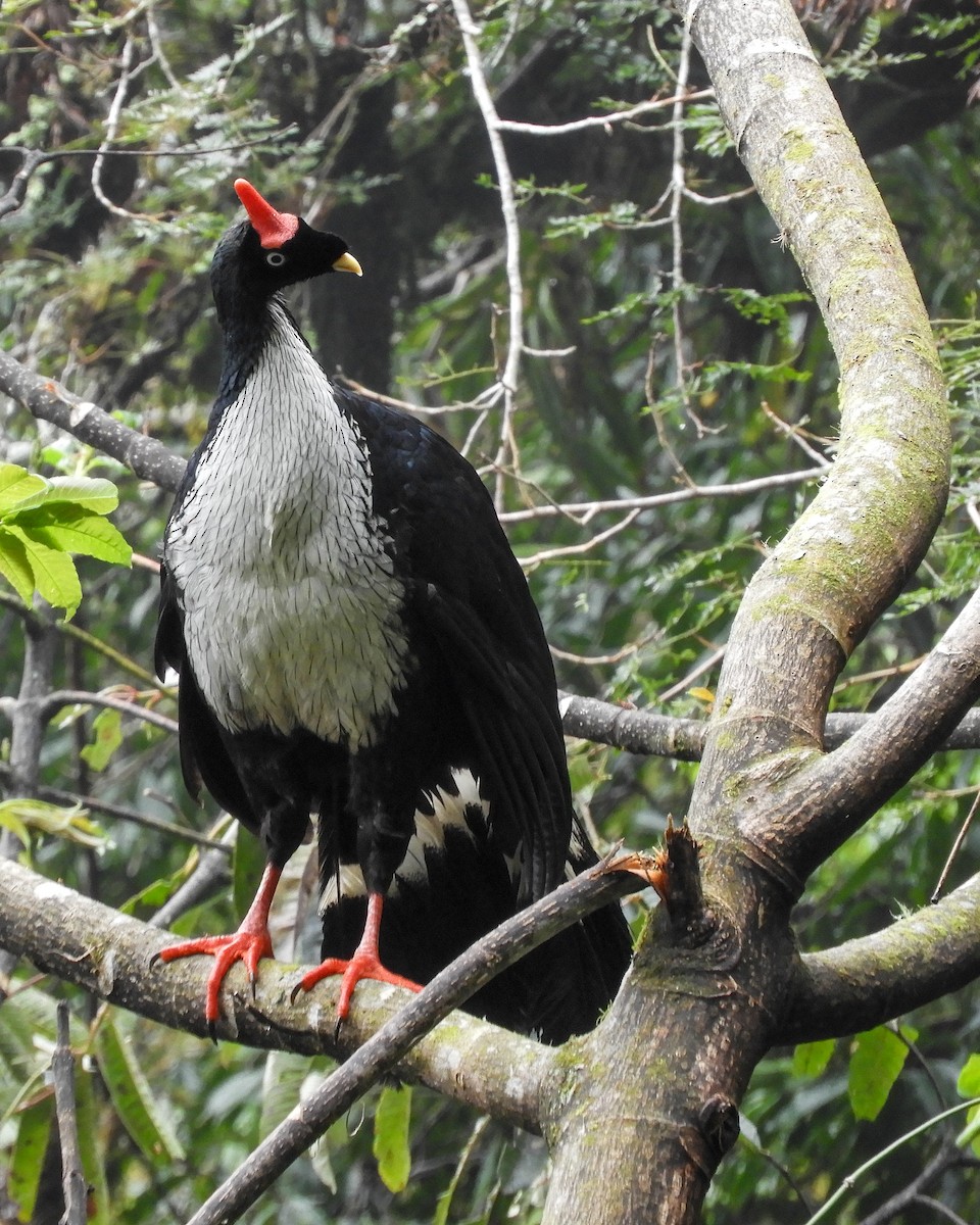 Horned Guan - ML626859530