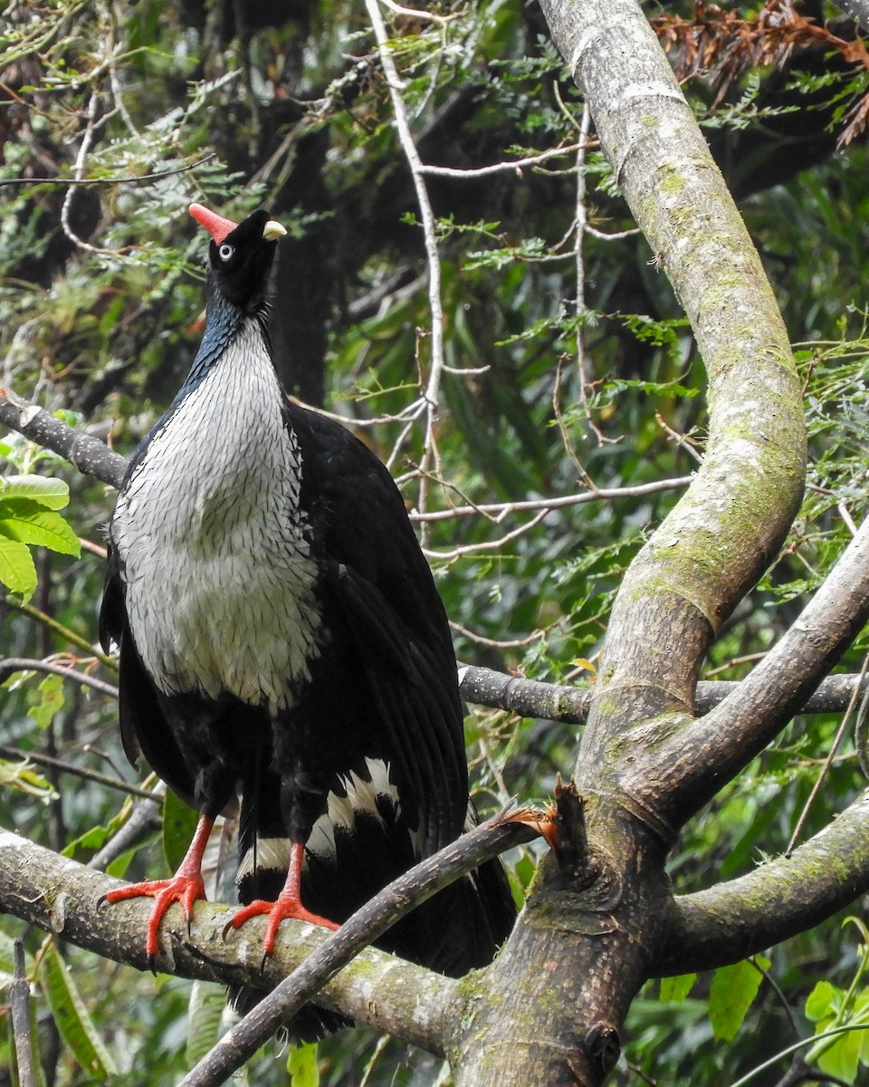Horned Guan - ML626859531