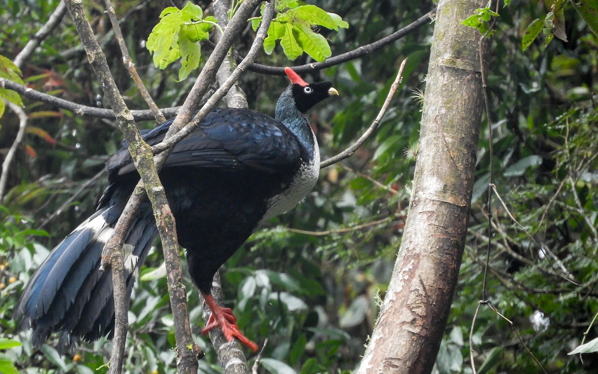 Horned Guan - ML626859532