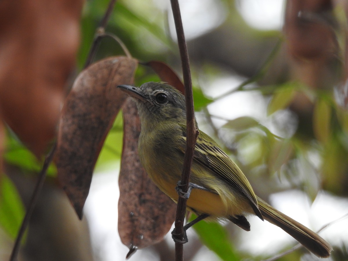 Gray-crowned Flatbill - ML626859535