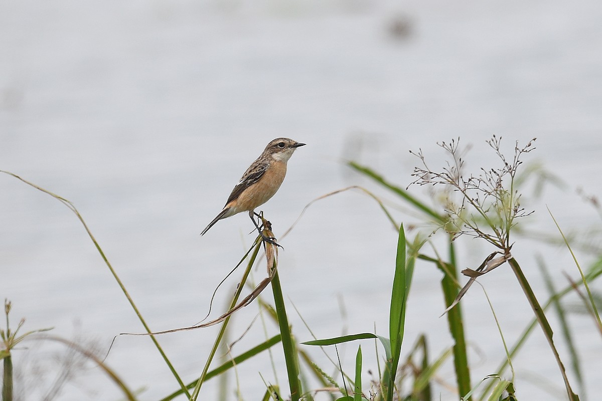 Siberian/Amur Stonechat - ML626859570