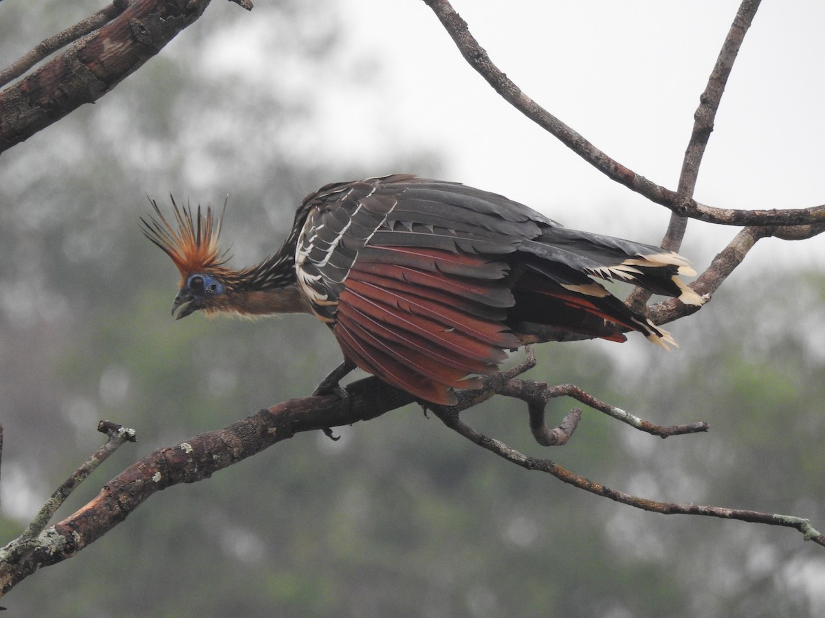 Hoatzin - ML626859651