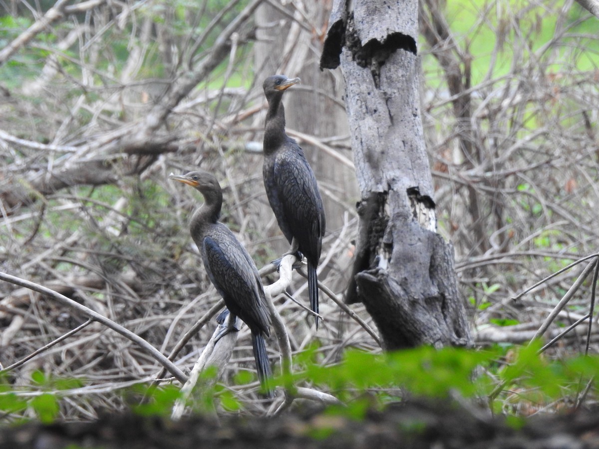 Neotropic Cormorant - ML626859667