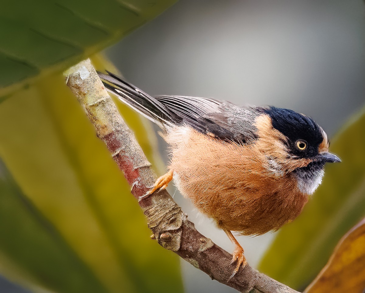 Black-browed Tit (Rufous-fronted) - ML626859741