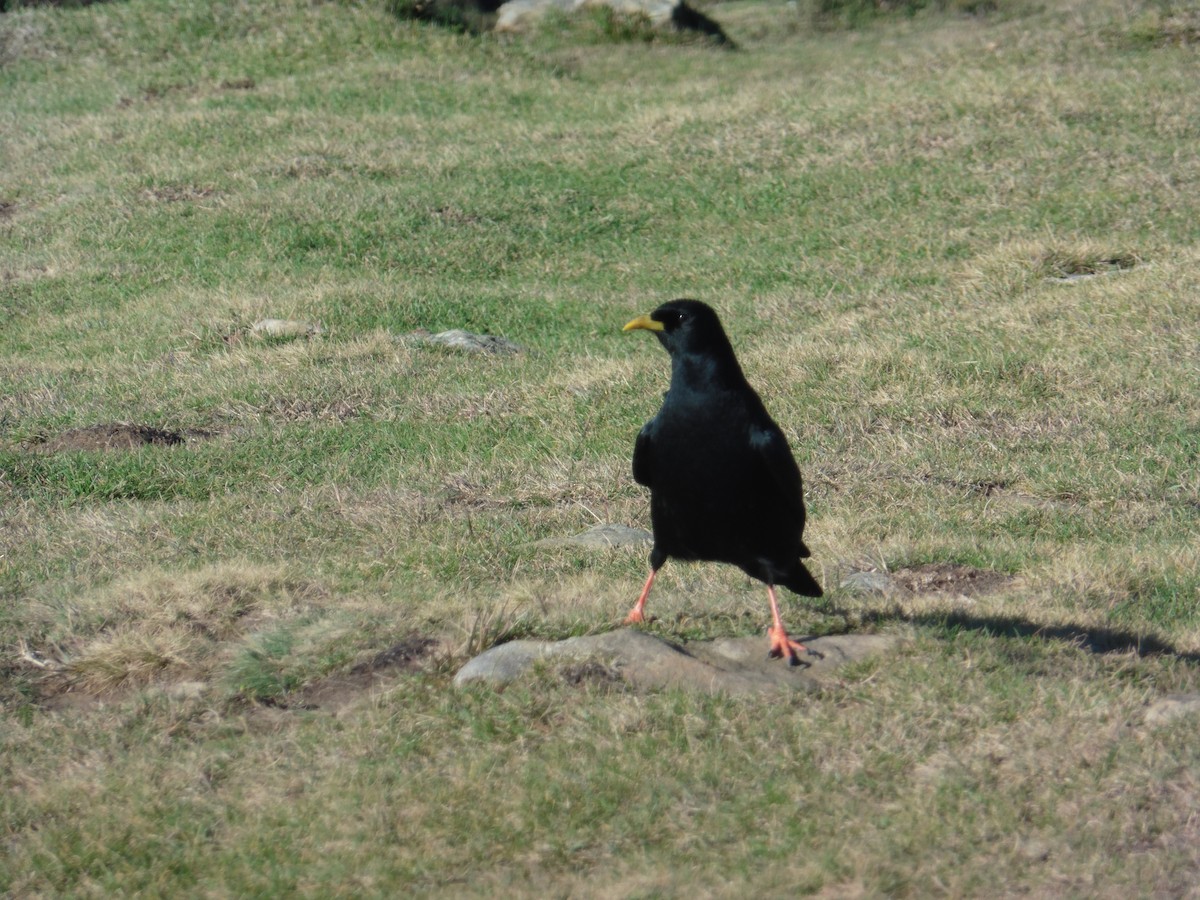 Yellow-billed Chough - ML626859903