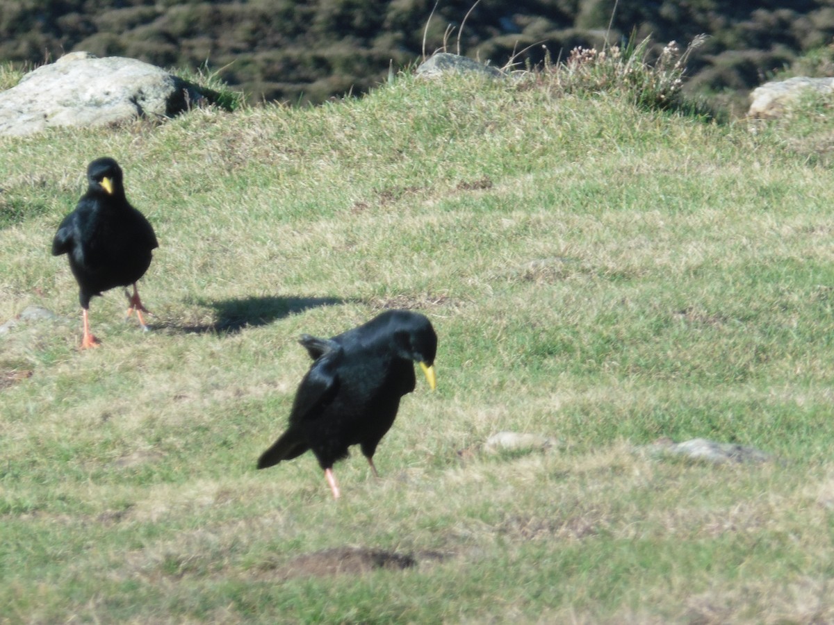Yellow-billed Chough - ML626859905