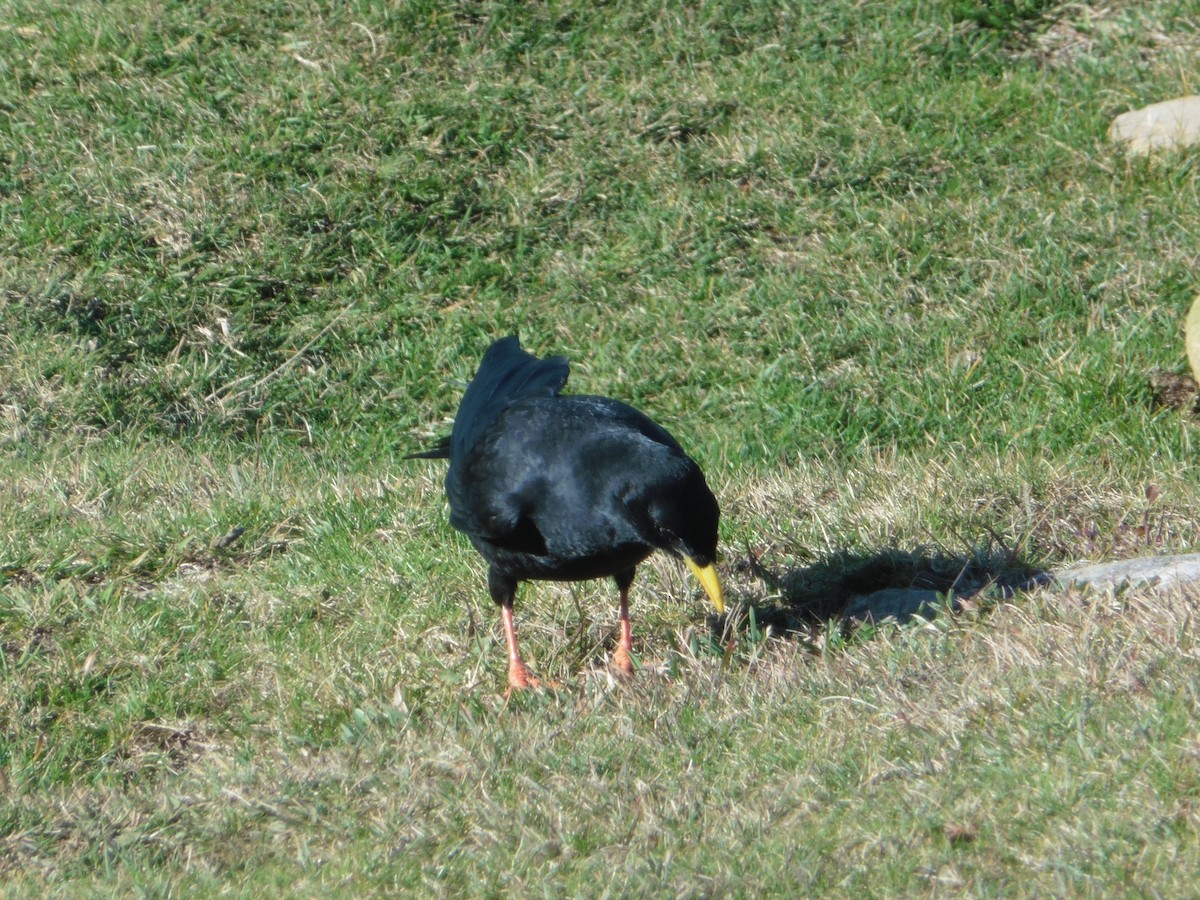 Yellow-billed Chough - ML626859907