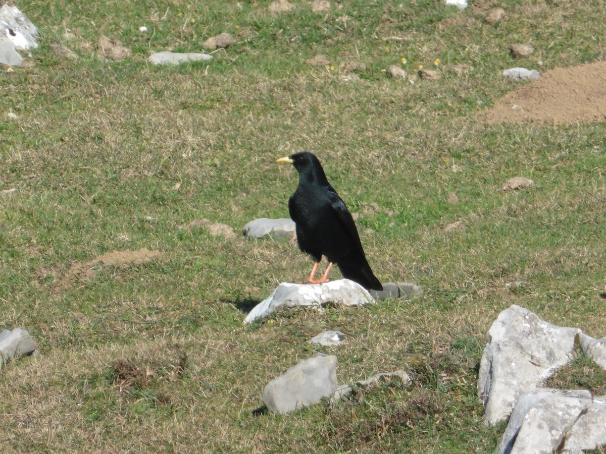 Yellow-billed Chough - ML626859909