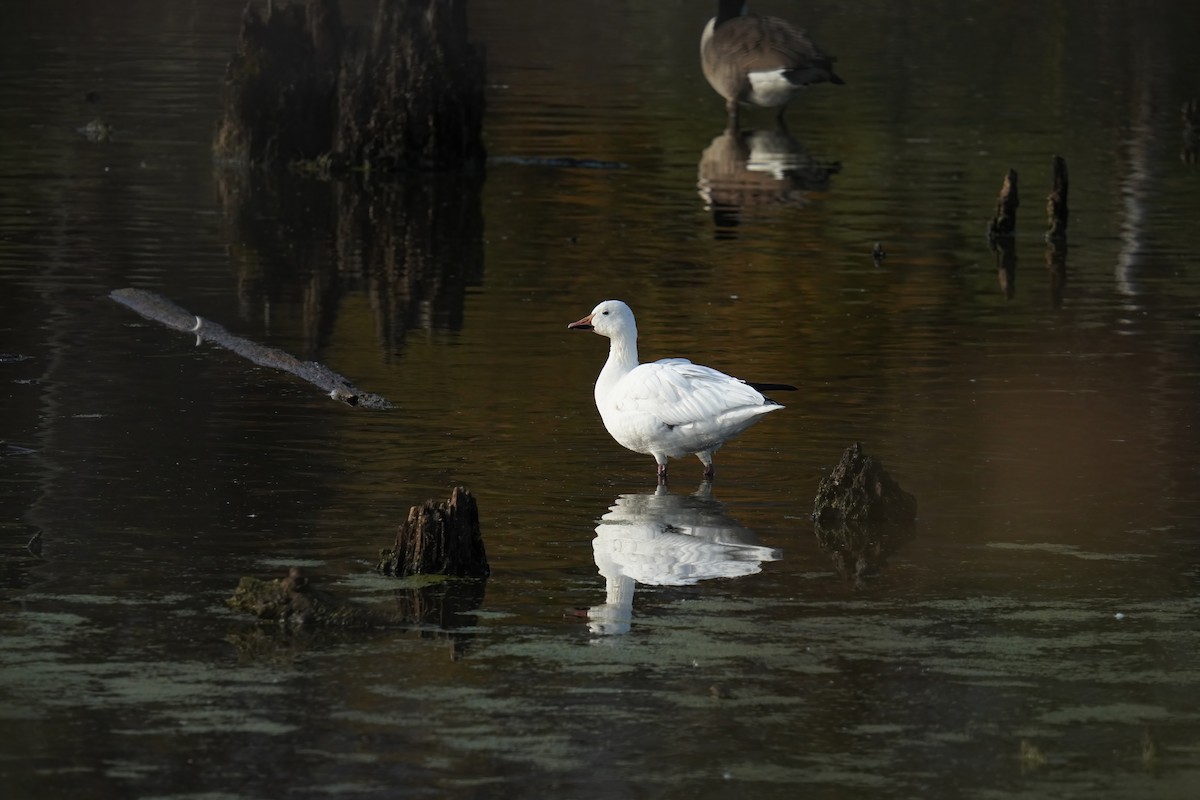 husa sněžní - ML626860041