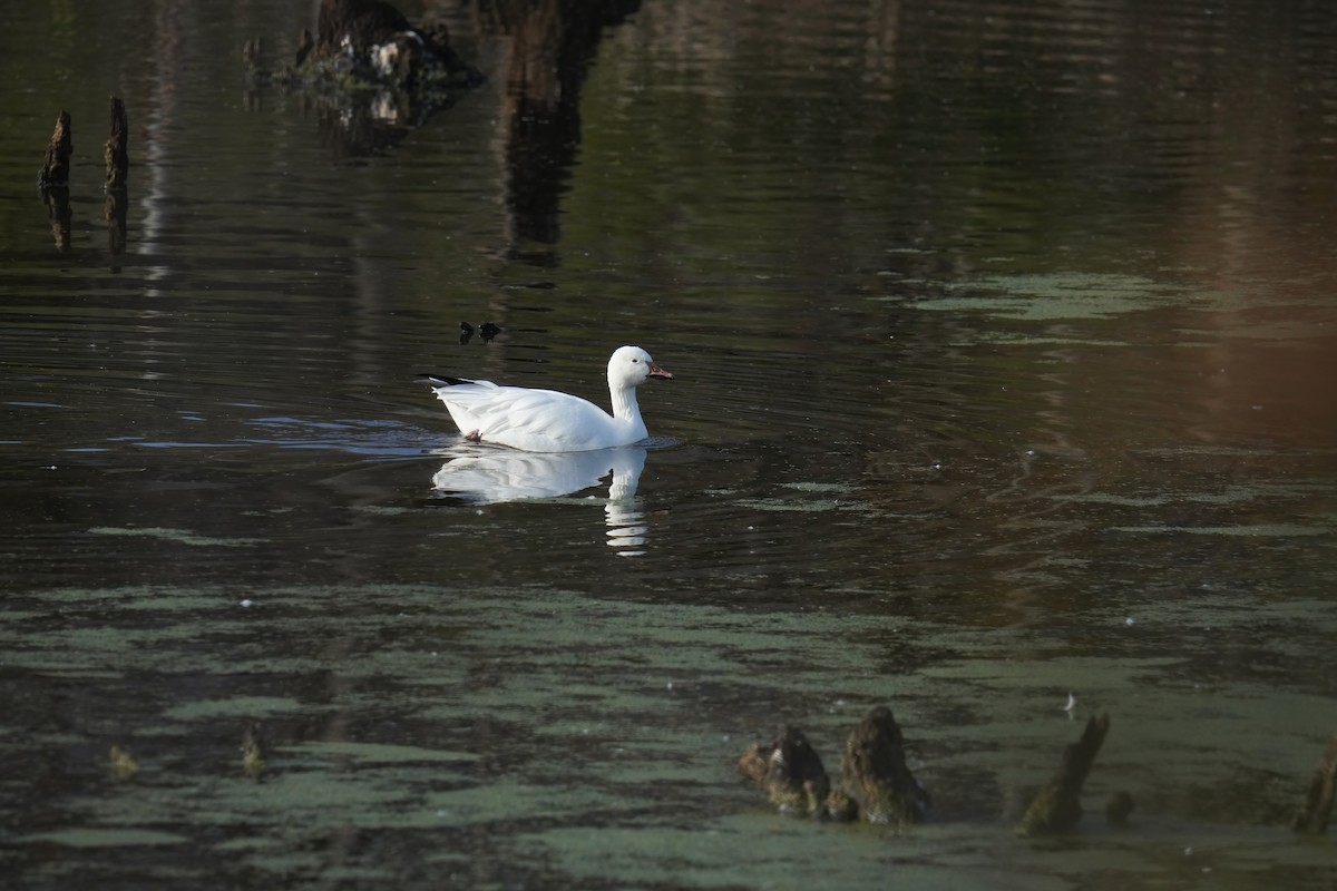 husa sněžní - ML626860042