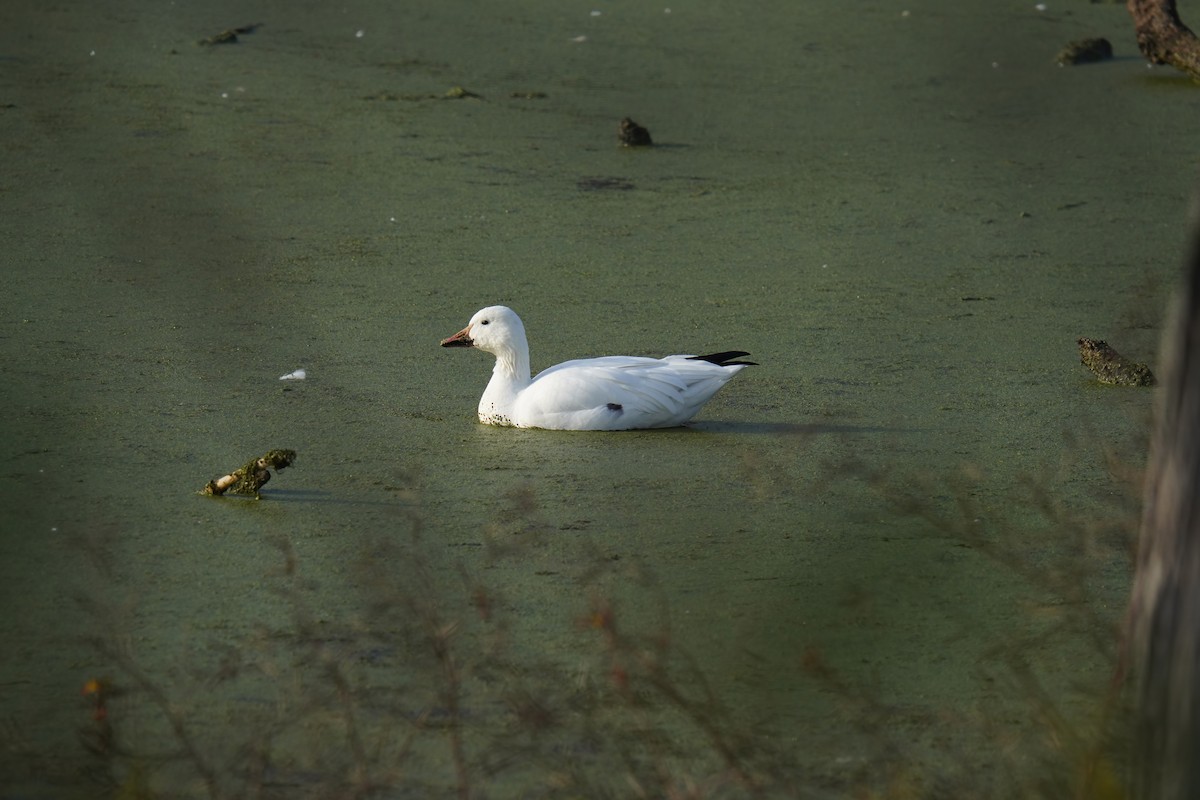 husa sněžní - ML626860043