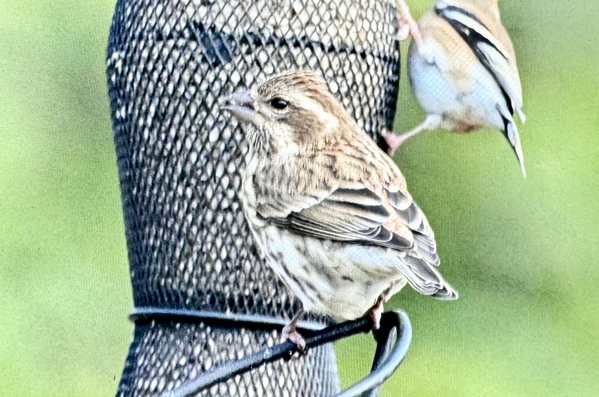 Purple Finch - ML626860046