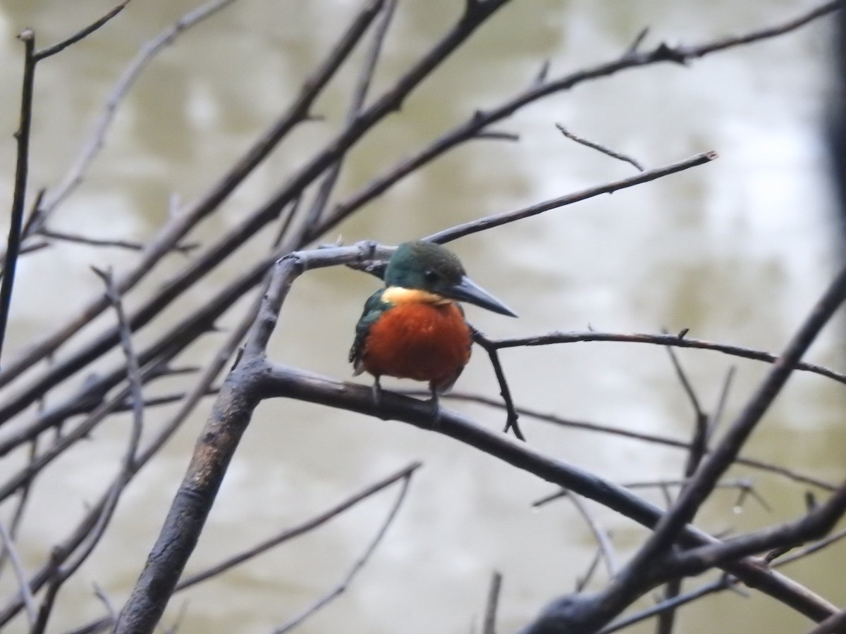 Green-and-rufous Kingfisher - ML626860127