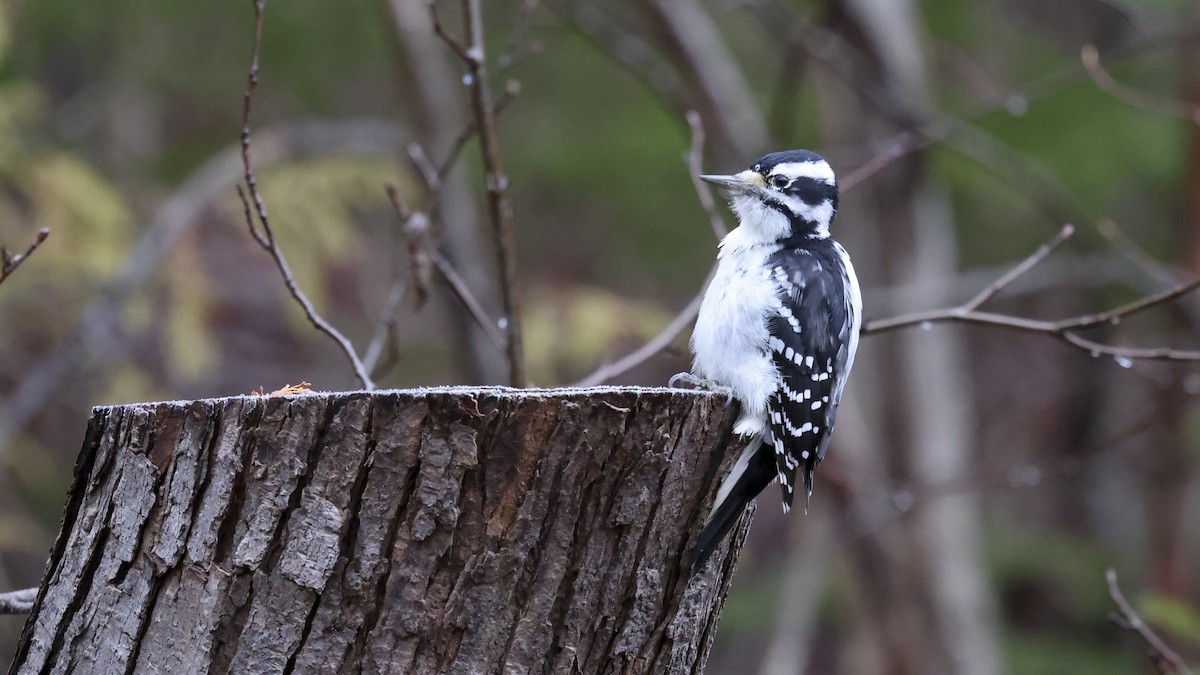 Downy Woodpecker - ML626860154