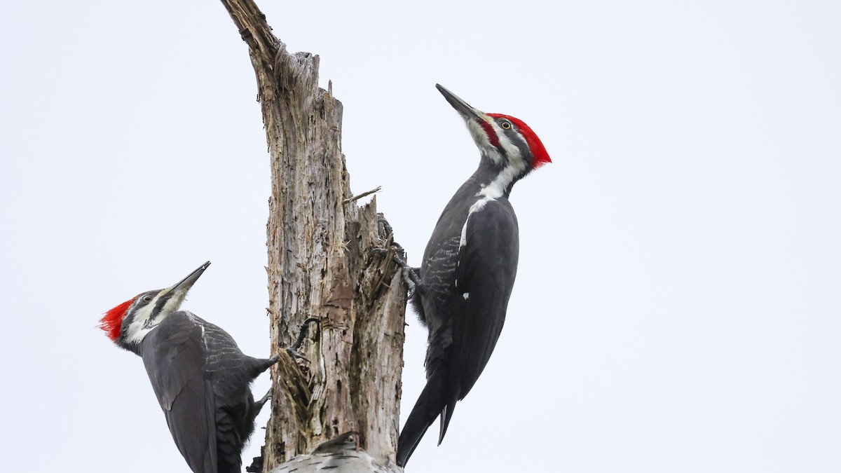 Pileated Woodpecker - ML626860157