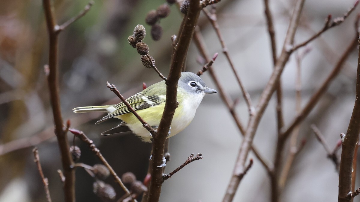 Blue-headed Vireo - ML626860167