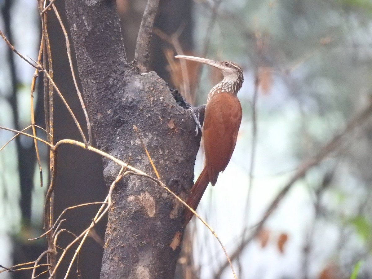 Long-billed Woodcreeper - ML626860176