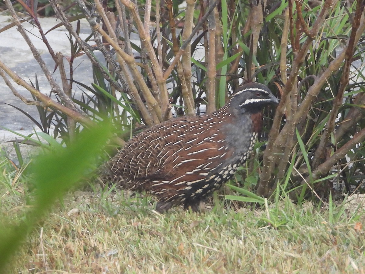 Madagascar Partridge - ML626860186