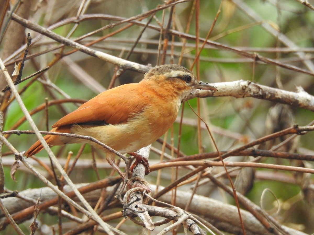 Pale-legged Hornero - ML626860195