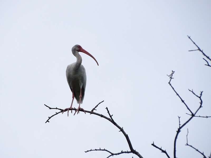 White Ibis - ML626860203