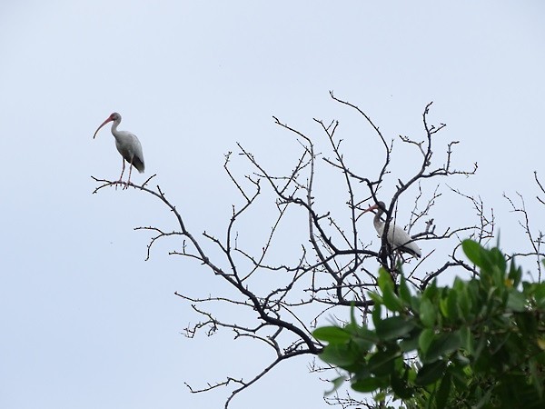 White Ibis - ML626860204