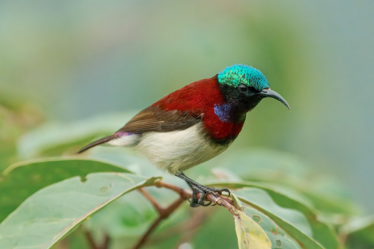 Crimson-backed Sunbird - ML626860243