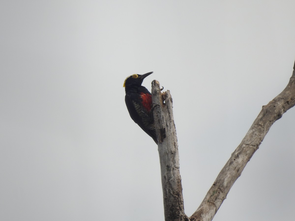 Yellow-tufted Woodpecker - ML626860284