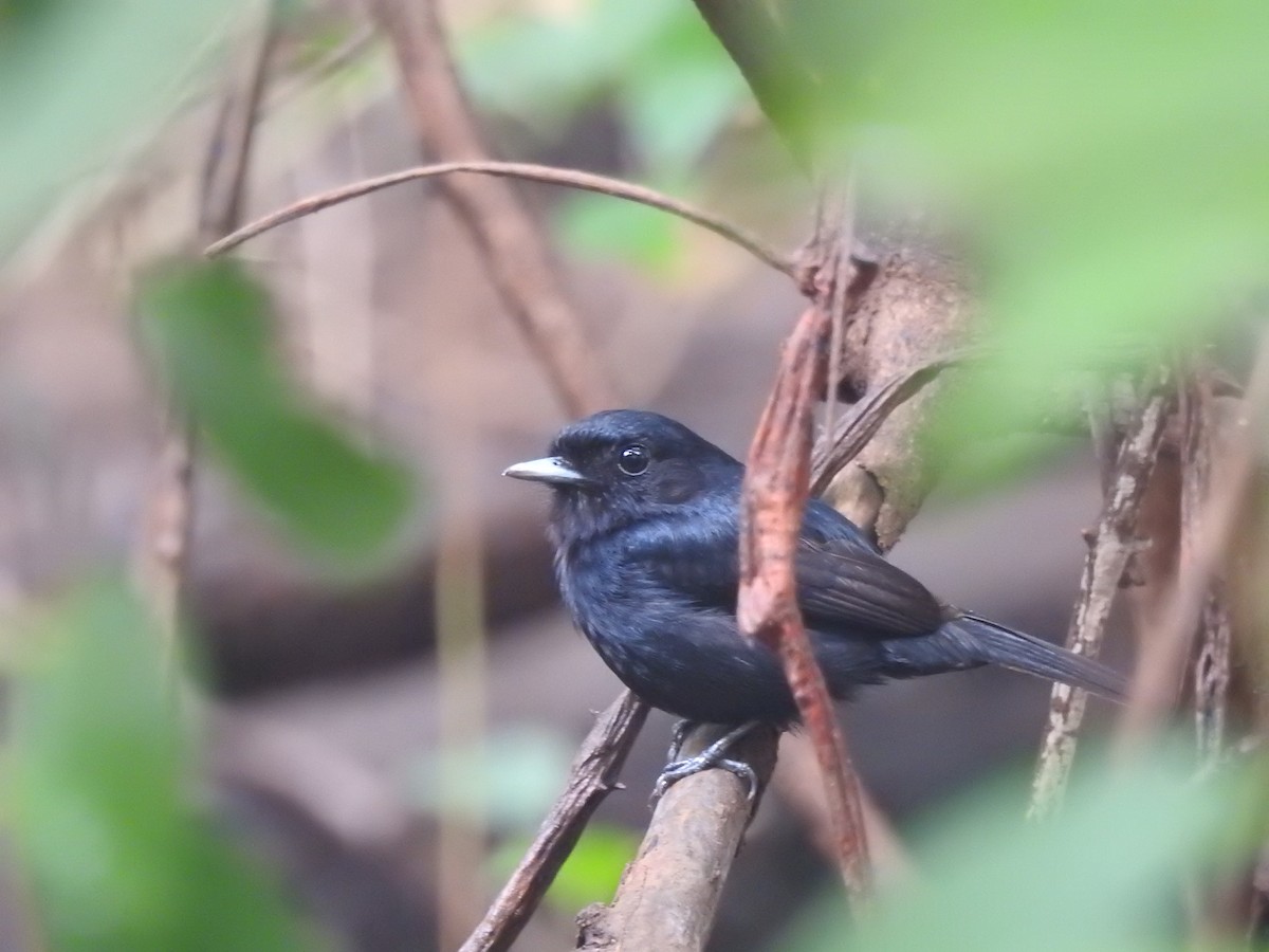 Amazonian Black-Tyrant - ML626860321