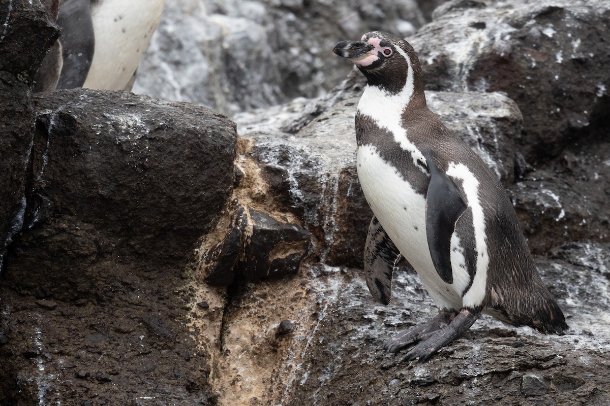Humboldt Penguin - ML626860390