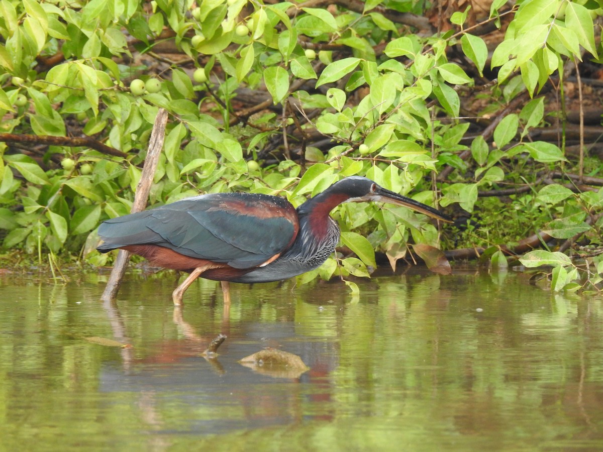 Agami Heron - ML626860579