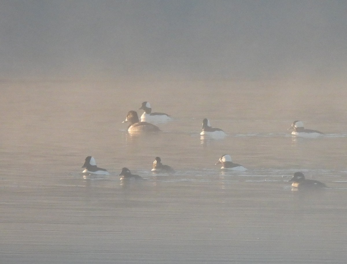 Ring-necked Duck - ML626860844