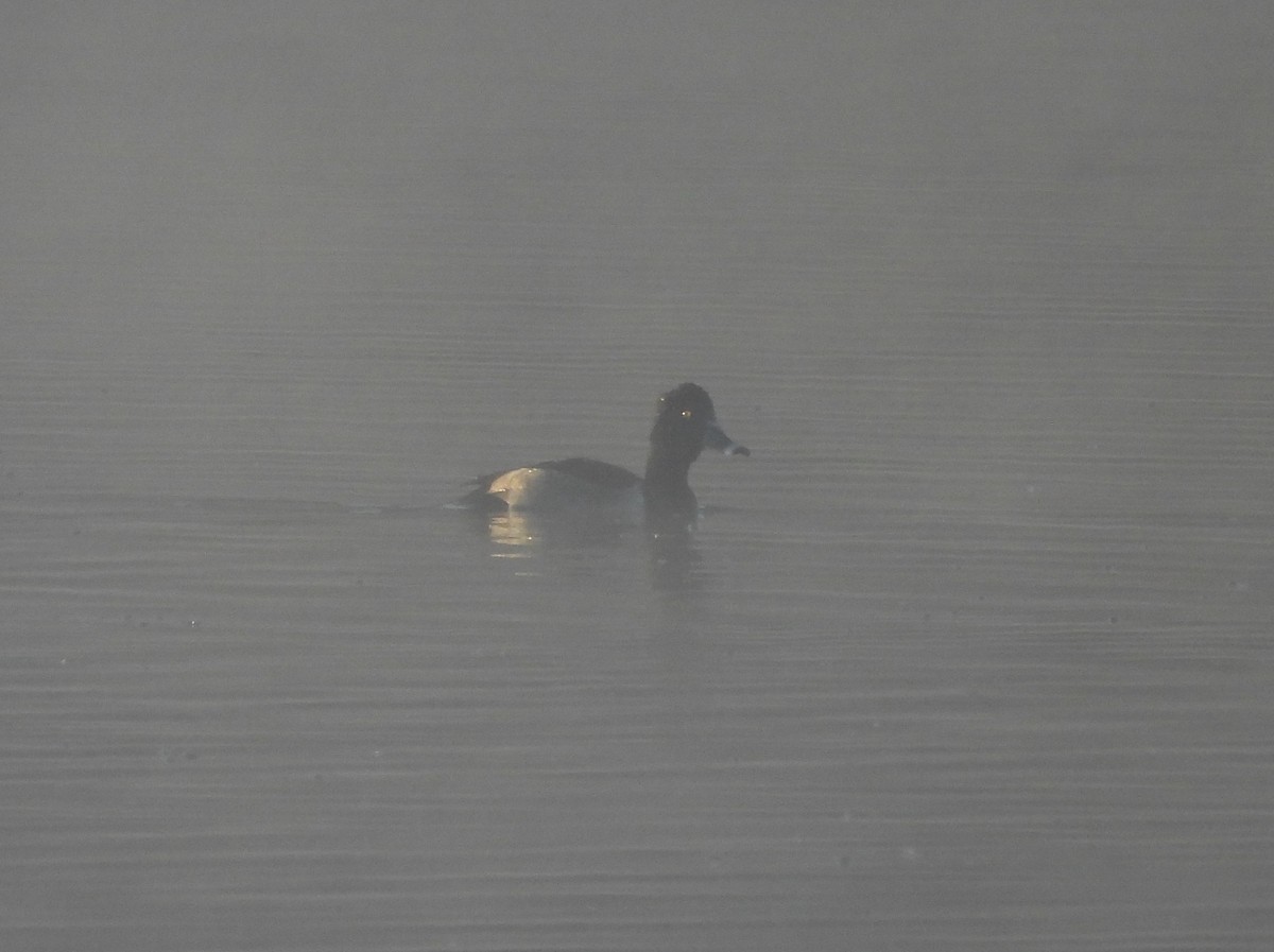 Ring-necked Duck - ML626860845